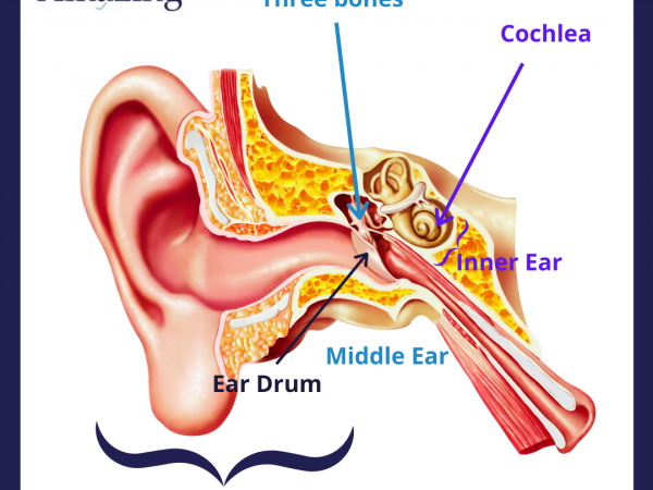 Parts of the ear - amazing hearing